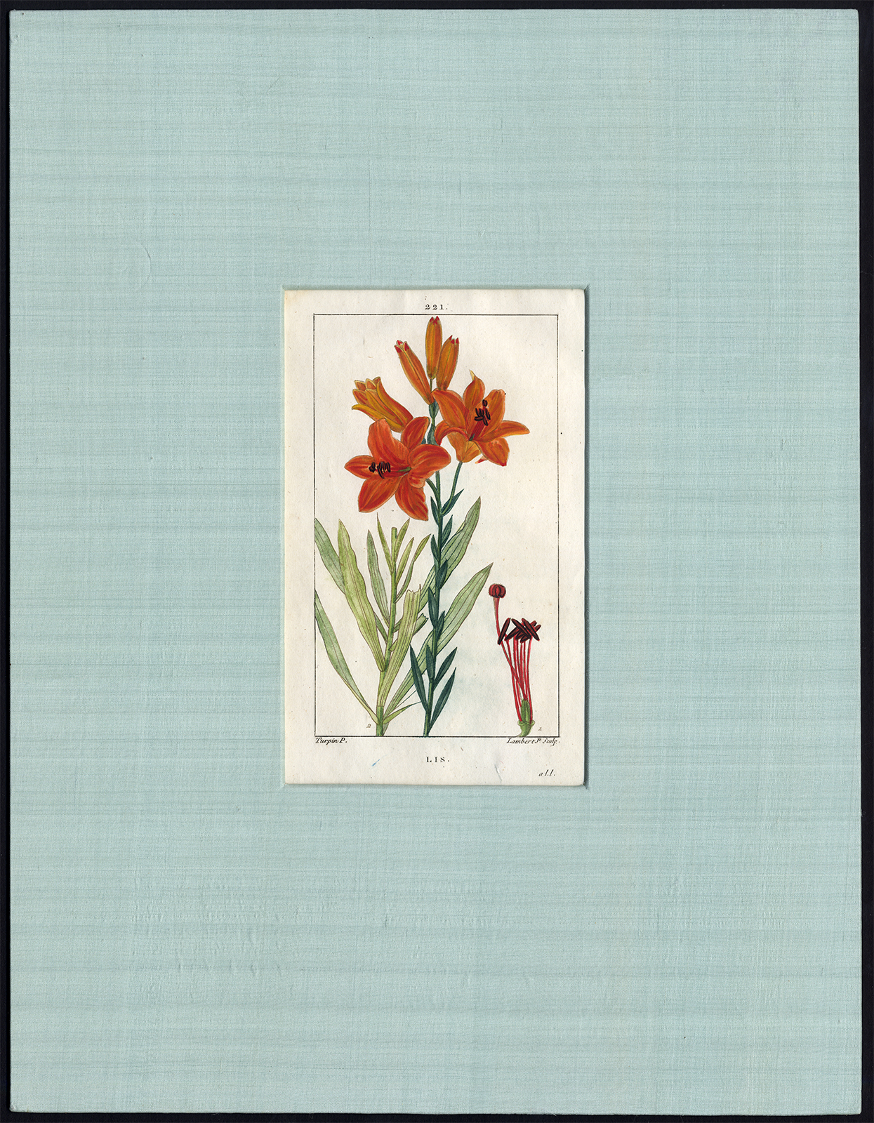 , Antique Print-FLOWER-IRIS-LIS-IRIDACEAE-PL. 221-Turpin-Lambert-1828, Pictura Antique Prints