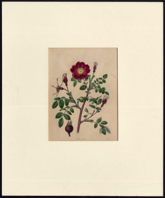 Antique Print-ALPINE ROSE-ROSA PENDULINA-MOUNTAIN FLOWER-Mills-1780