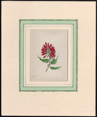 Antique Print-FOXGLOVE-DIGITALIS-WATERCOLOUR-PENCIL-Anonymous-1920