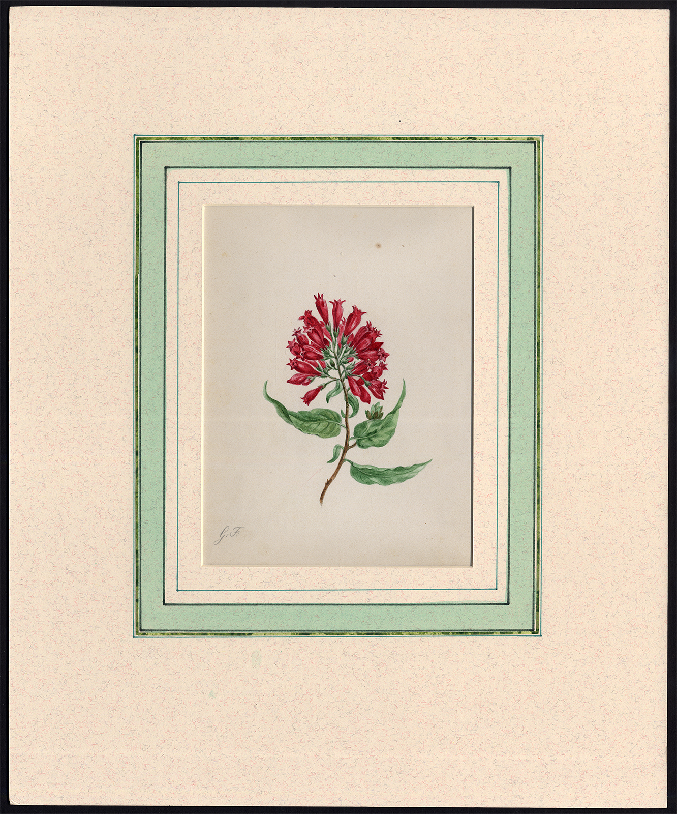 Dptpc819 416x500 Antique Print-FOXGLOVE-DIGITALIS-WATERCOLOUR-PENCIL-Anonymous-1920