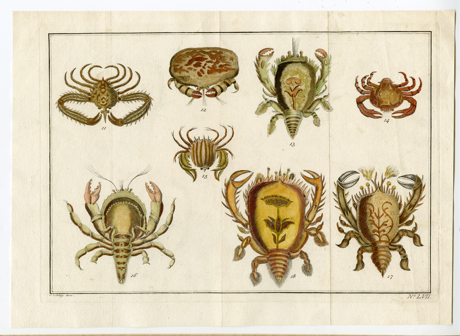 , Antique Print-MARINE BIOLOGY-FLOWER CRABS-Schley-1767, Pictura Antique Prints