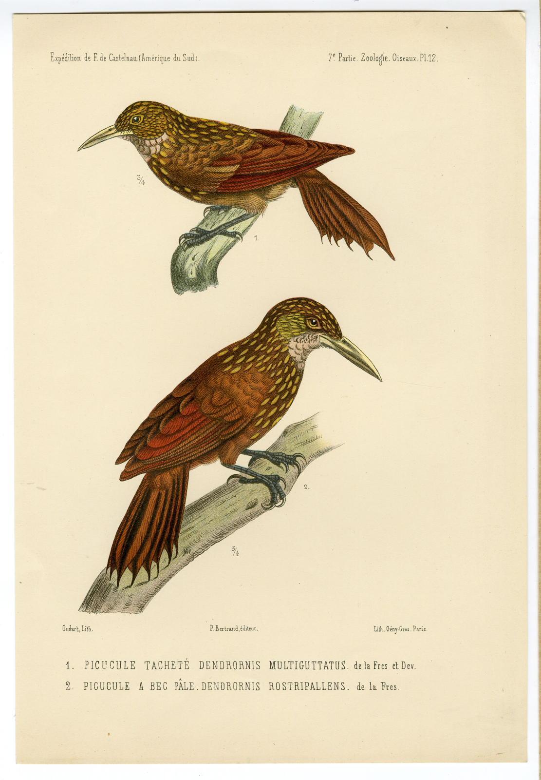 , Antique Print-PICUCULE-BIRDS OF SOUTH AMERICA-Anonymous-1855, Pictura Antique Prints