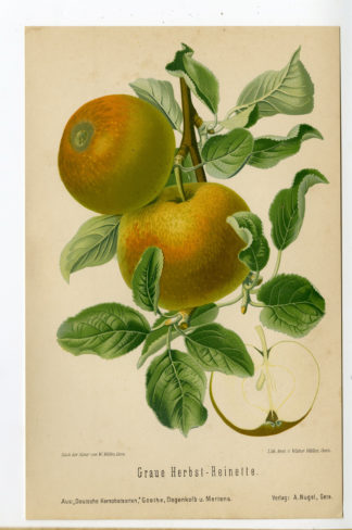 Antique Print-BOTANICAL-HERBST REINETTE-APPLE-Anonymous-1894