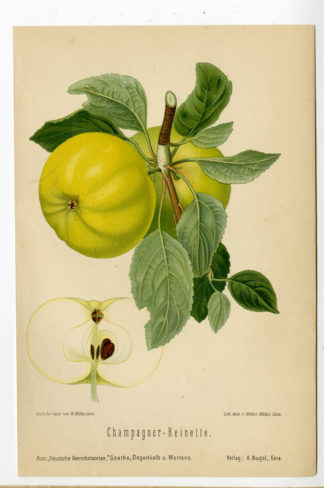 Antique Print-BOTANICAL-FRUIT-CHAMPAGNER REINETTE-APPLE-Anonymous-1894