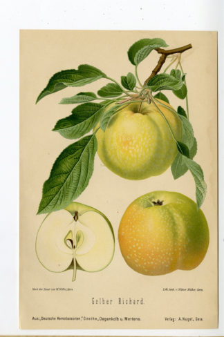 Antique Print-BOTANICAL-GELBER RICHARD-APPLE-1894-Anonymous-1894