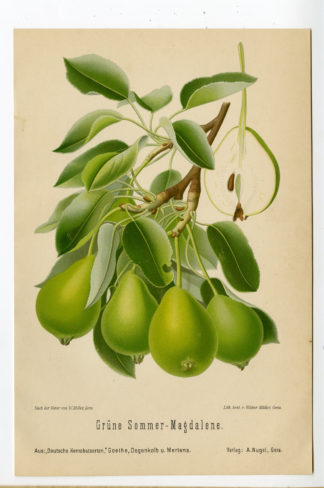 Antique Print-FRUIT-BOTANICAL-GRUNE SOMMER MAGDALENE-PEAR-Anonymous-1894