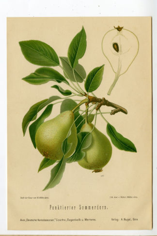 Antique Print-FRUIT-BOTANICAL-PUNKTIERTER SOMMERDORN-PEAR-Anonymous-1894