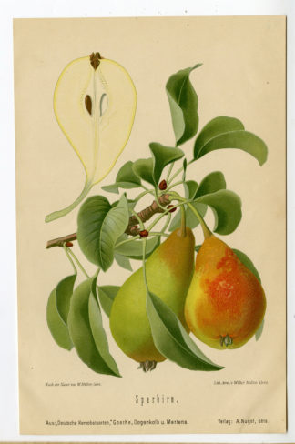 Antique Print-FRUIT-BOTANICAL-SPARBIRN-PEAR-Anonymous-1894