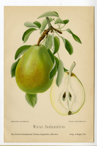 Antique Print-FRUIT-BOTANICAL-DECHANTSBIRN-PEAR-Anonymous-1894