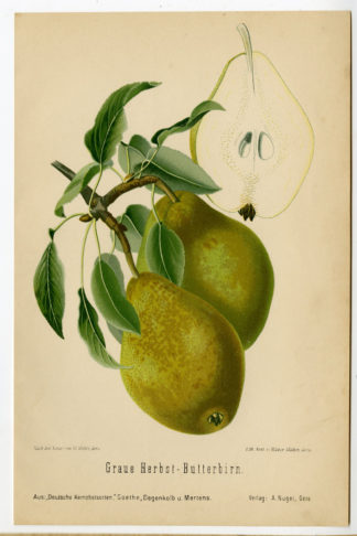 Antique Print-FRUIT-BOTANICAL-GRAUE HERBSTBIRN-PEAR-Anonymous-1894