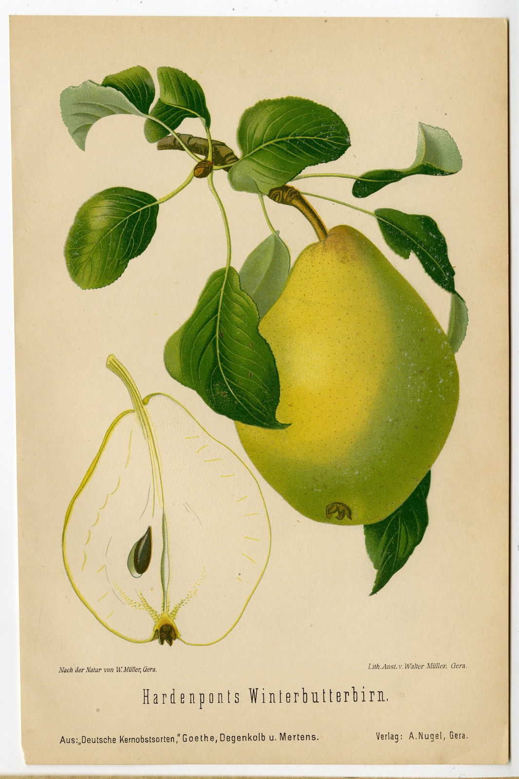 , Antique Print-FRUIT-BOTANICAL-HARDENPONTS-PEAR-Anonymous-1894, Pictura Antique Prints