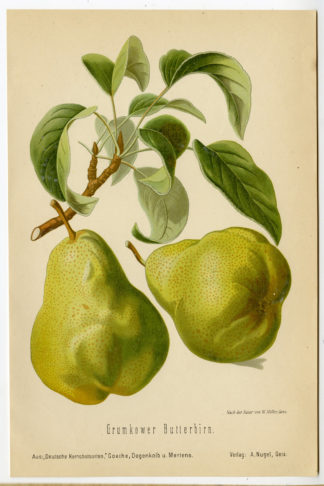 Antique Print-FRUIT-BOTANICAL-GRUNKOWER BUTTERBIRN-PEAR-Anonymous-1894
