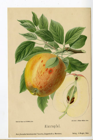 Antique Print-FRUIT-BOTANICAL-ALANTAPFEL-APPLE-Anonymous-1894