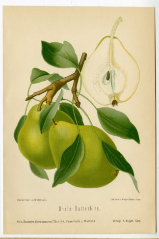 Antique Print-FRUIT-BOTANICAL-DIELS BUTTERBIRN-PEAR-Anonymous-1894
