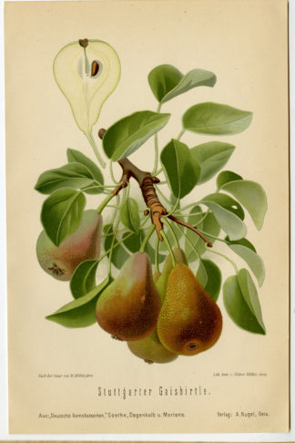 Antique Print-FRUIT-BOTANICAL-STUTTGARTER-PEAR-Anonymous-1894