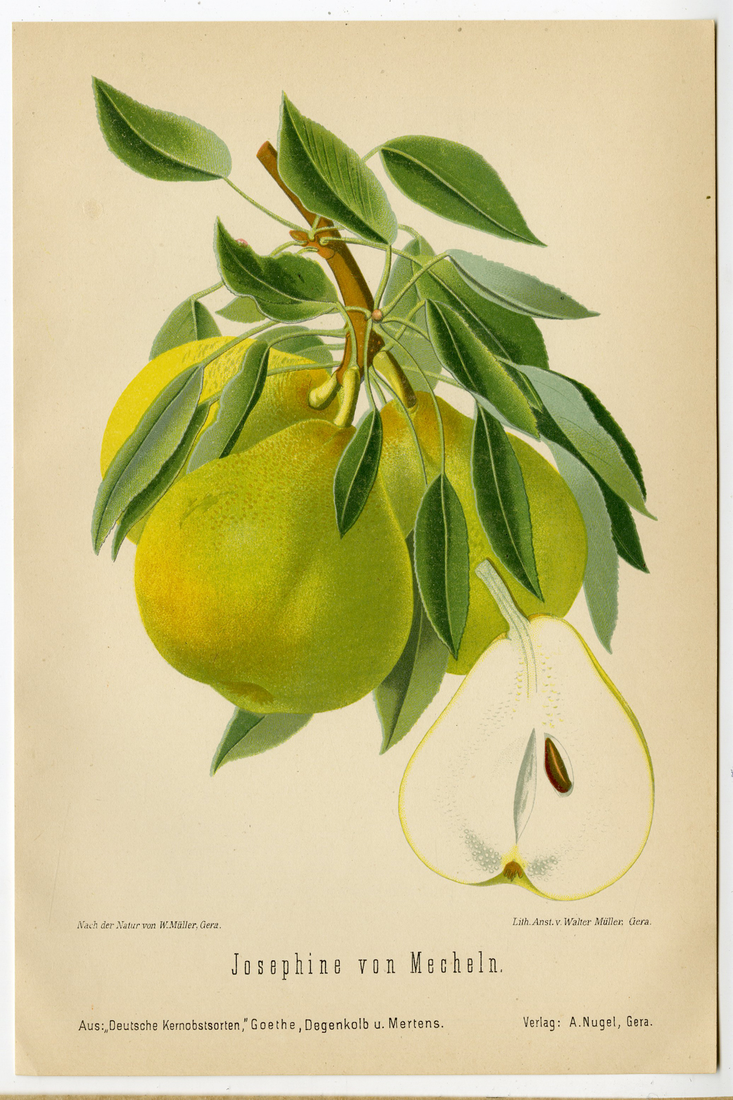 , Antique Print-FRUIT-BOTANICAL-JOSEPHINE MECHELN-PEAR-Anonymous-1894, Pictura Antique Prints