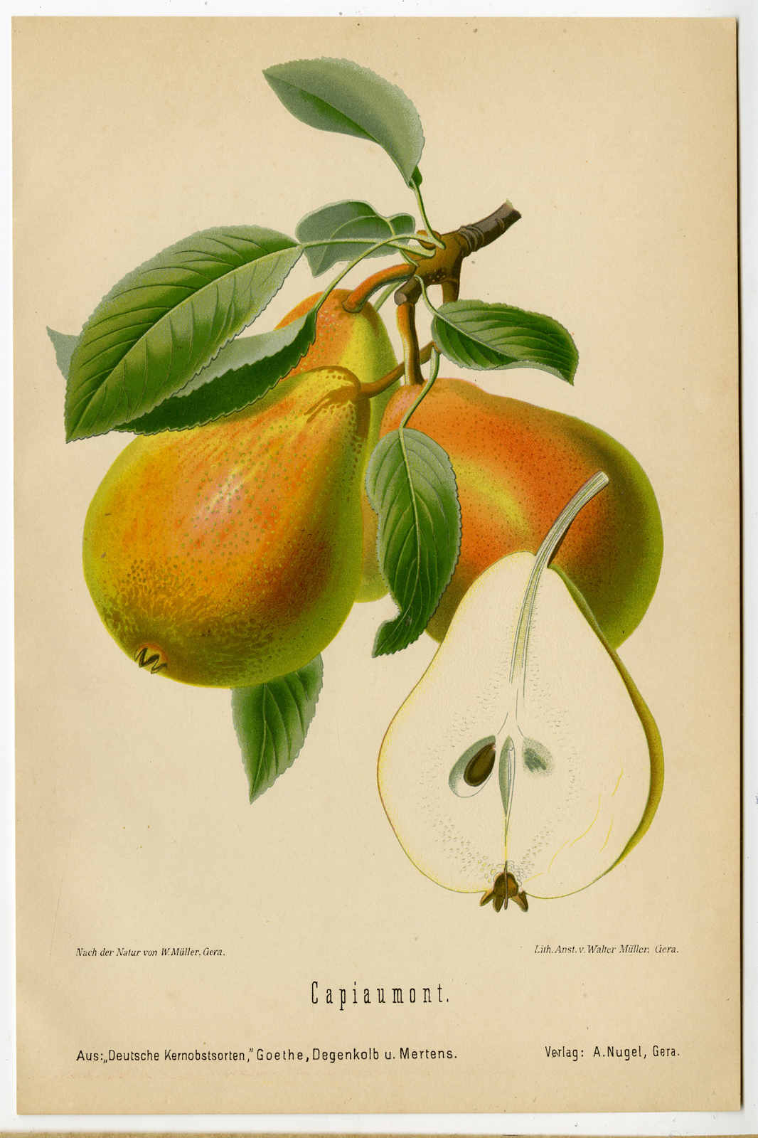 , Antique Print-FRUIT-BOTANICAL-CAPIAMONT-PEAR-Anonymous-1894, Pictura Antique Prints