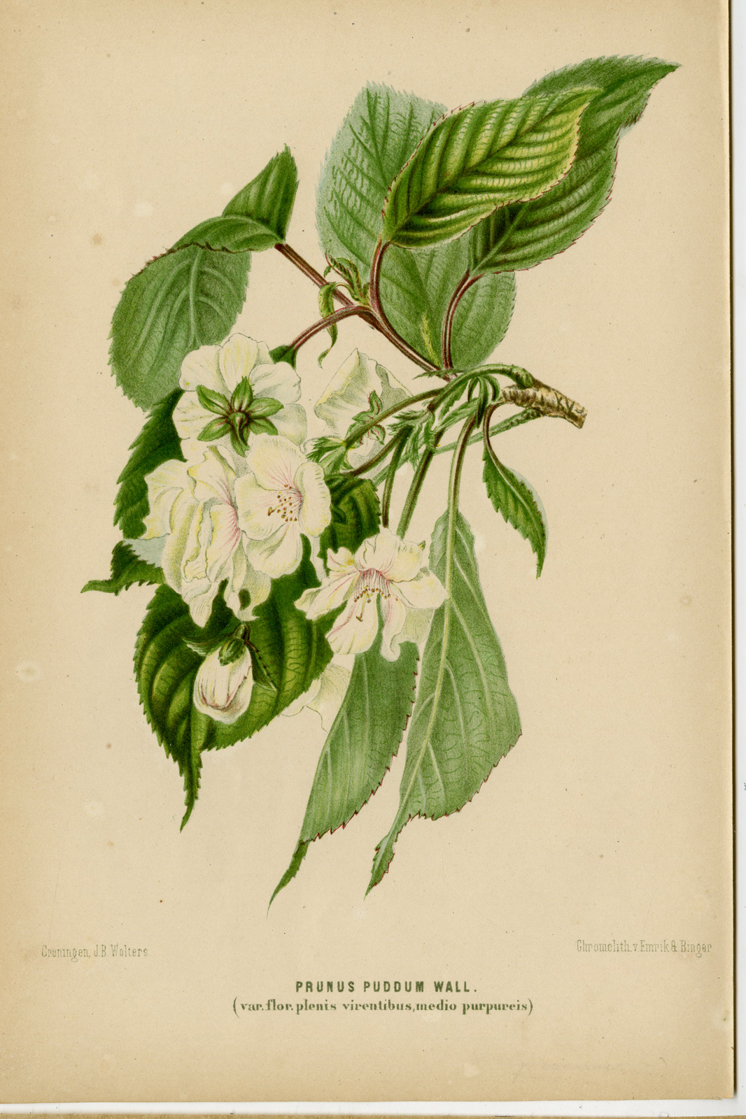 , Antique Print-FRUIT-BOTANICAL-LITHO-PRUNUS-Anonymous-1867, Pictura Antique Prints