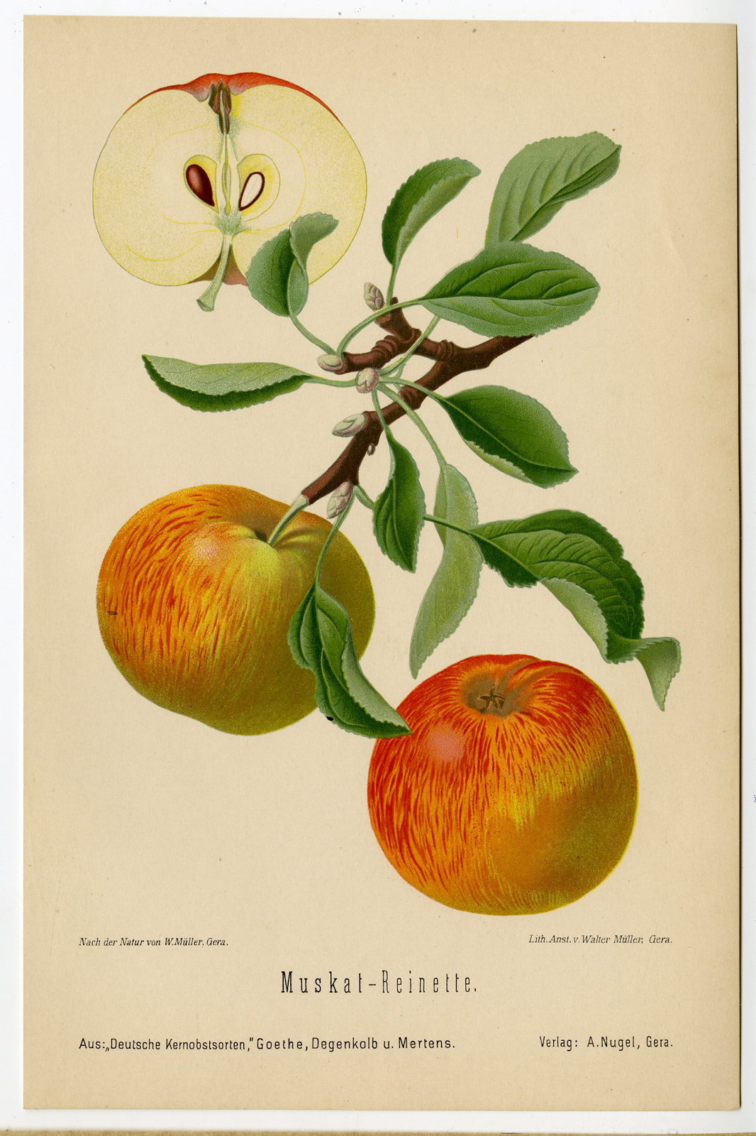 , Antique Print-BOTANICAL-REINETTE-APPLE-Anonymous-1894, Pictura Antique Prints