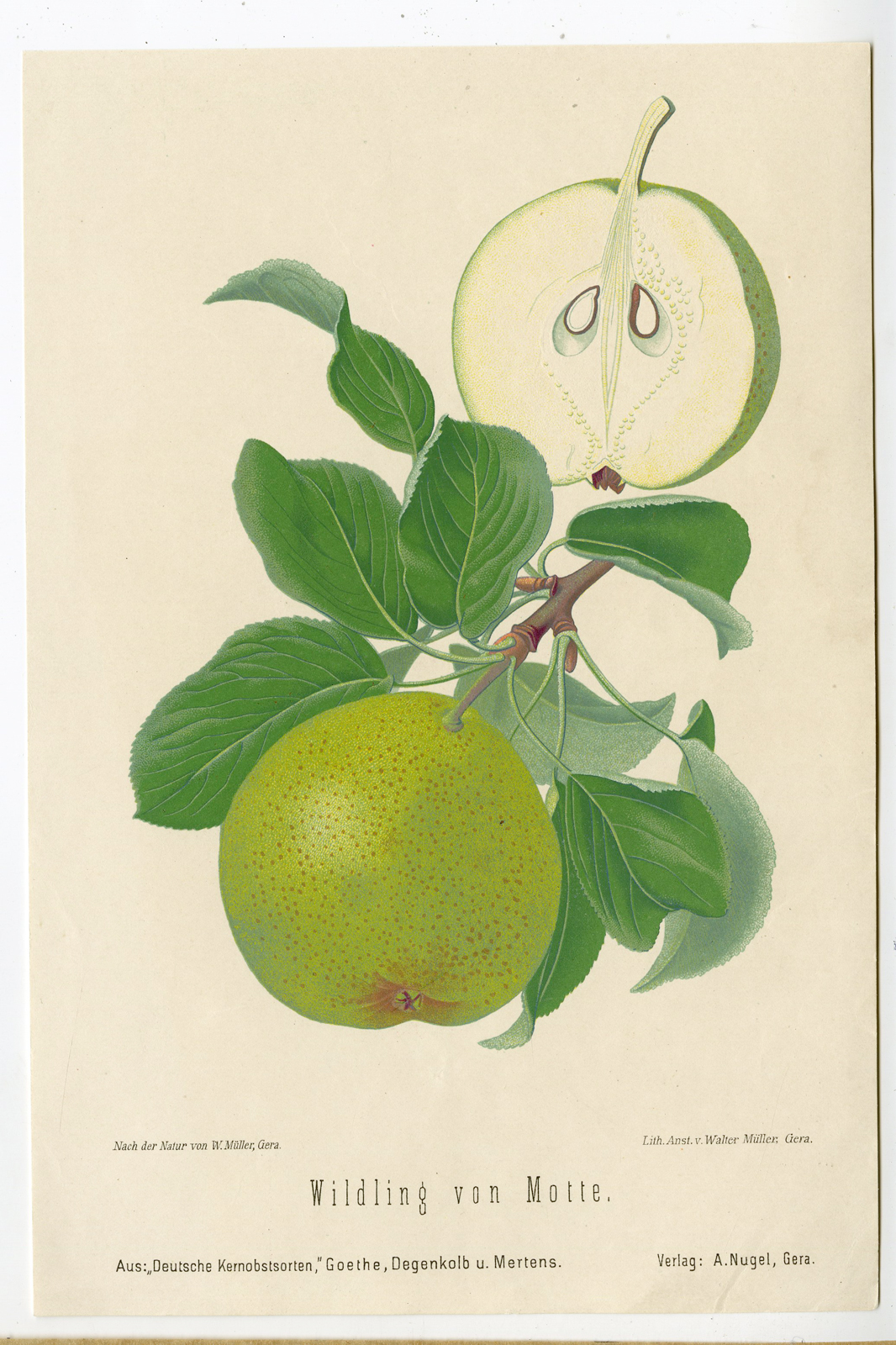 , Antique Print-FRUIT-BOTANICAL-WILDLING-APPLE-Anonymous-1894, Pictura Antique Prints