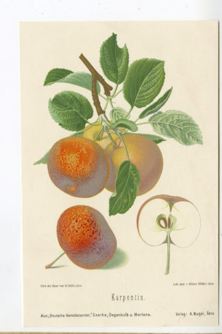 Antique Print-FRUIT--KARPETIN-APPLE-Anonymous-1894