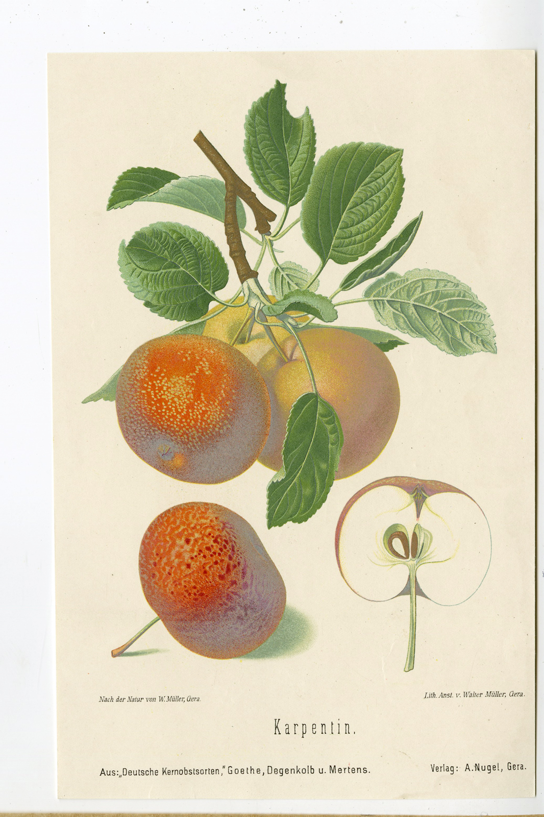 , Antique Print-FRUIT–KARPETIN-APPLE-Anonymous-1894, Pictura Antique Prints