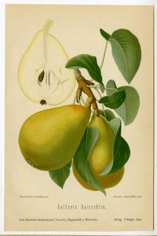 Antique Print-FRUIT-BOTANICAL-BUTTER  PEAR-Anonymous-1894