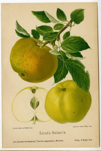 Antique Print-FRUIT-BOTANICAL-KANADA REINETTE-APPLE-Anonymous-1894