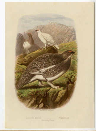 Antique Print-BIRD-PTARMIGAN-Cassell-1869