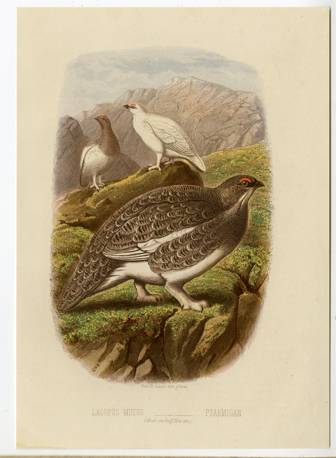 , Antique Print-BIRD-PTARMIGAN-Cassell-1869, Pictura Antique Prints