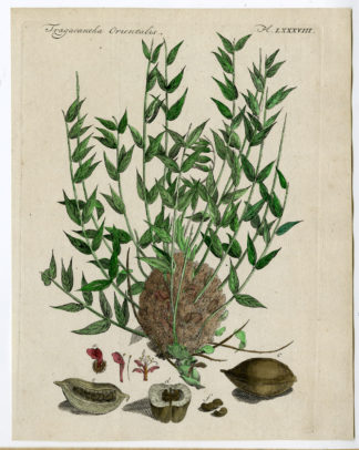 Antique Print-BOTANICAL-TRAGACANTHA-GUM-Pococke-1782