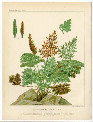 Antique Print-BOTANICAL-CRYPTOGRAMMA FERN-Cassell-1879