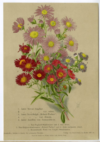 Antique Print-BOTANICAL-ASTERS-Anonymous-1895