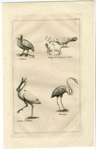 Antique Print-BIRDS-HONEYSUCKER-FLAMINGO-PELICAN-GURNARD-Anonymous-1727