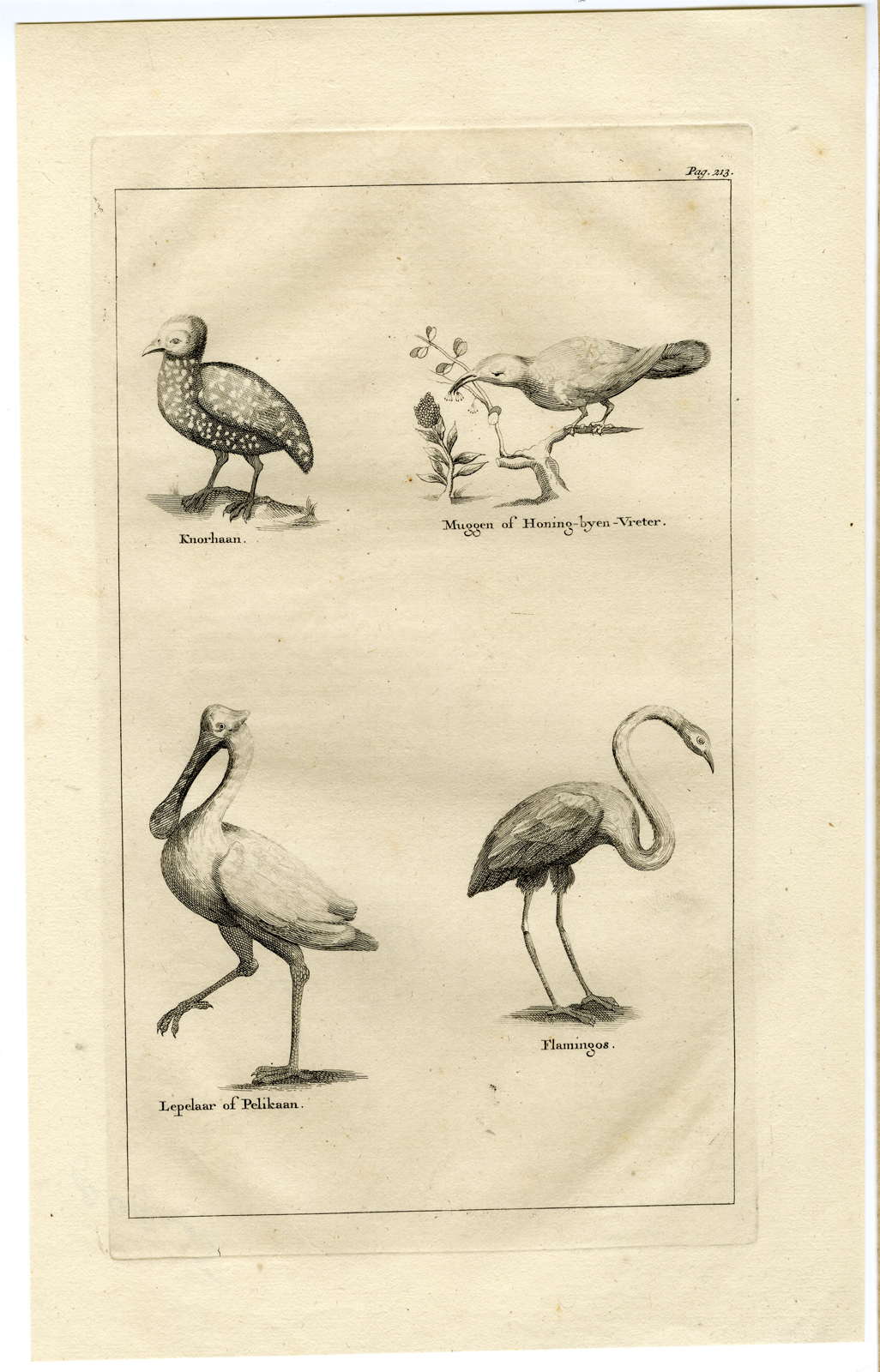, Antique Print-BIRDS-HONEYSUCKER-FLAMINGO-PELICAN-GURNARD-Anonymous-1727, Pictura Antique Prints