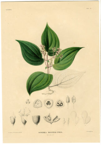 Antique Print-SONERILA BEGONIAE-Temminck-1839
