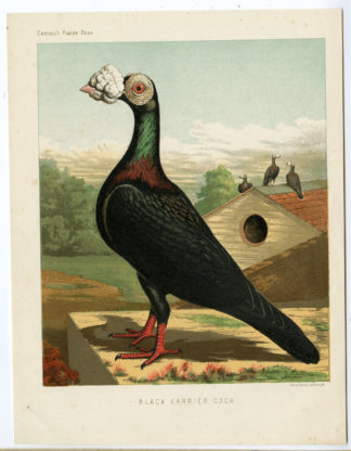 Antique Print-BIRDS-FANCY PIGEONS-COCK-Cassell-1885