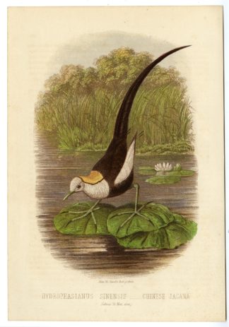 Antique Print-BIRD-PHEASANT-TAILED JACANA-Cassell-1869