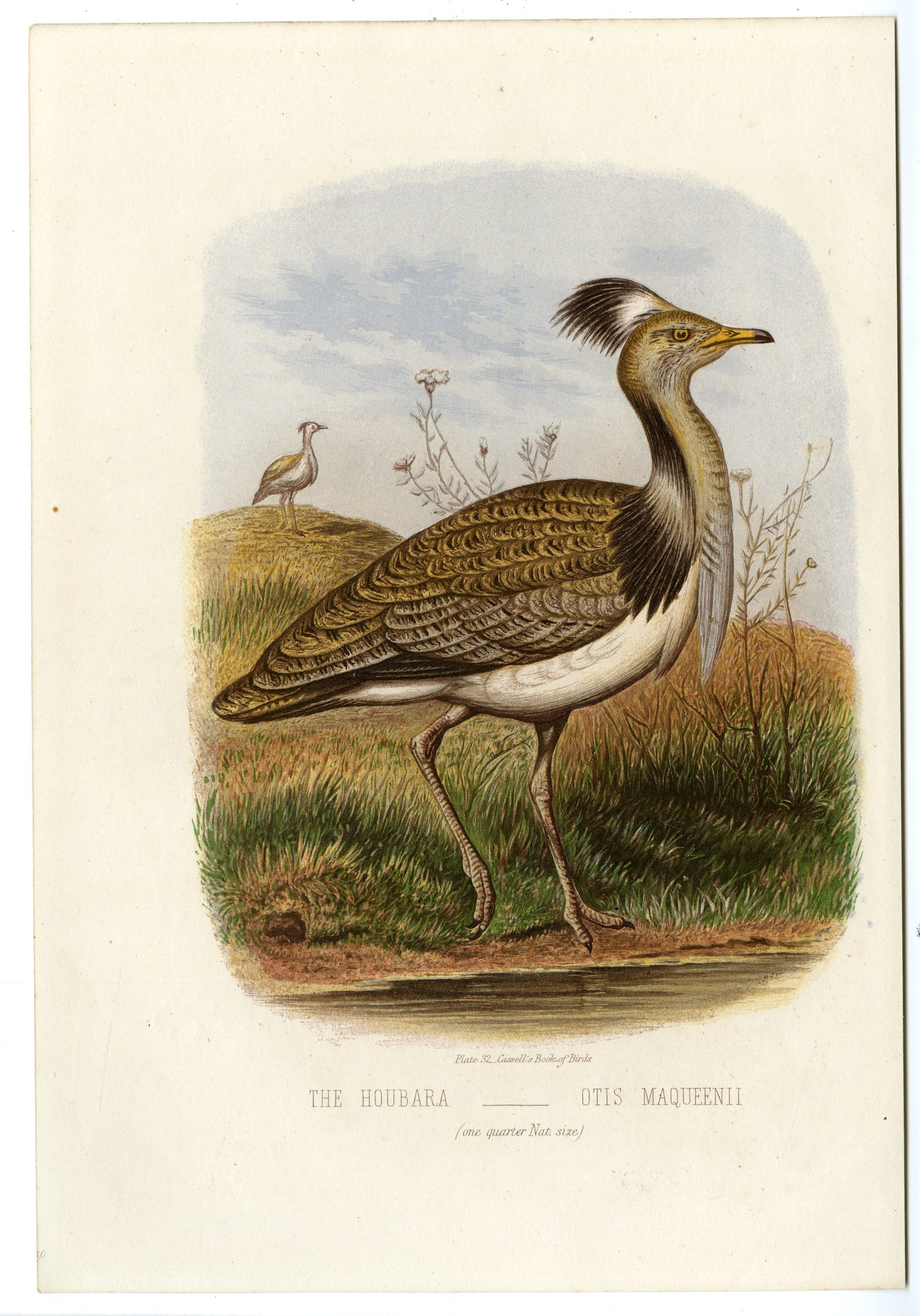 , Antique Print-BIRD-HOUBARA-MACQUEEN’S BUSTARD-Anonymous-1869, Pictura Antique Prints