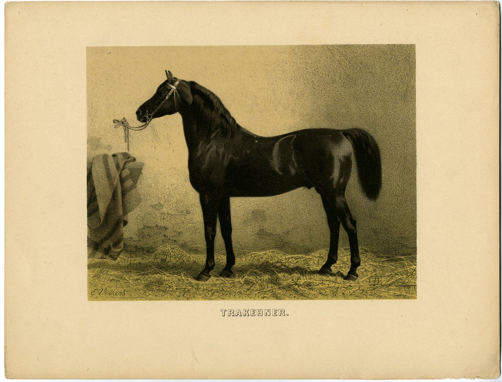 , Antique Print-TRAKHENER-HORSE-BREED-Emil Volkers-c.1880, Pictura Antique Prints