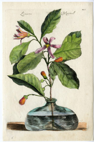 Antique Print-LIME TREE FLOWERING-Kick-Caus?-1676