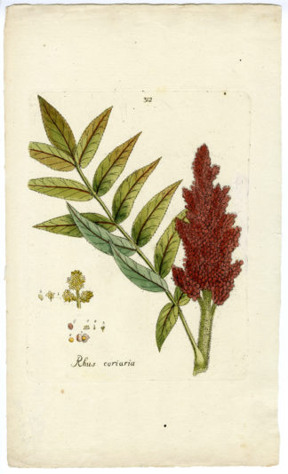 Rare Antique Print-RHUS CORIARIA-SICILIAN SUMACH-Happe-1785