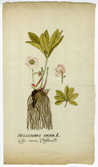 Rare Antique Print-HELLEBORUS NIGER-CHRISTMAS ROSE-Happe-1785