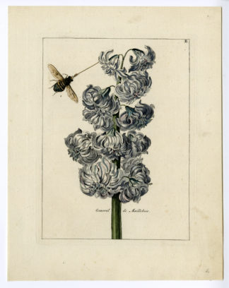Rare Antique Print-HYACINTHUS ORINETALIS-BEE-Brussel-Meyling-1794