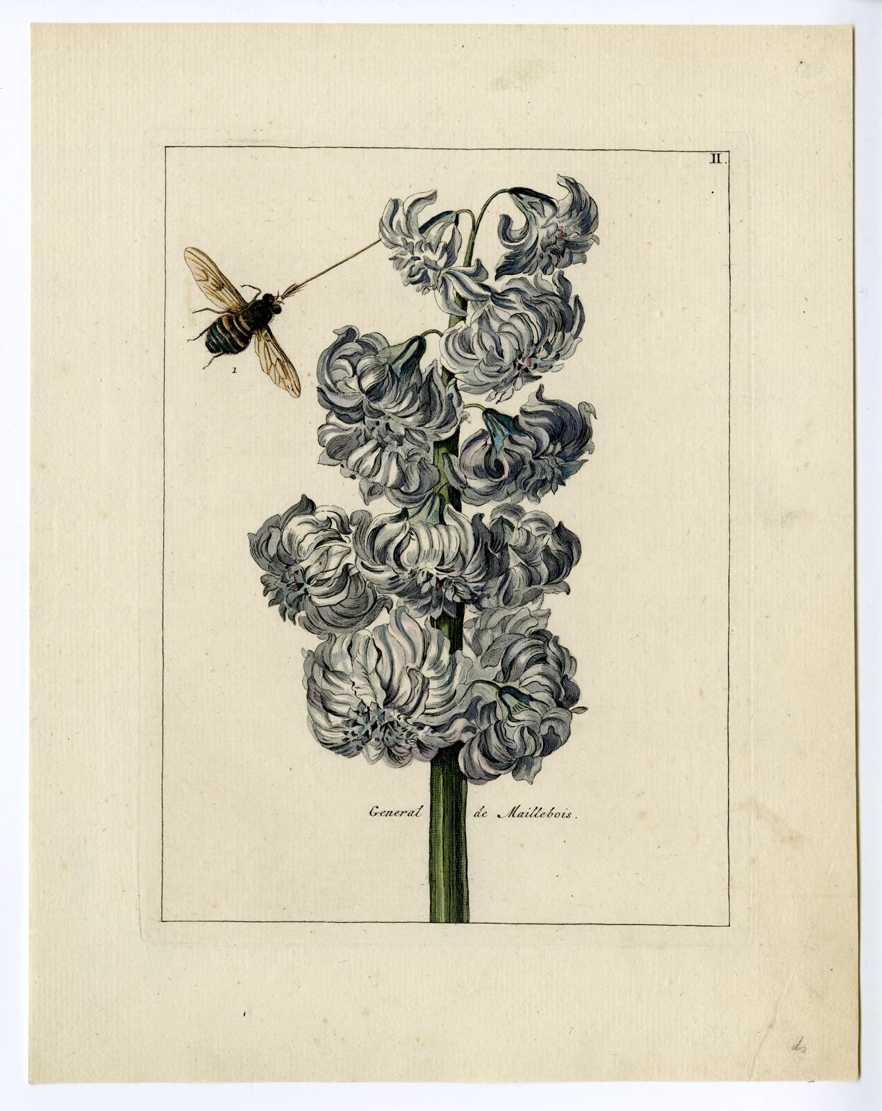 , Rare Antique Print-HYACINTHUS ORINETALIS-BEE-Brussel-Meyling-1794, Pictura Antique Prints