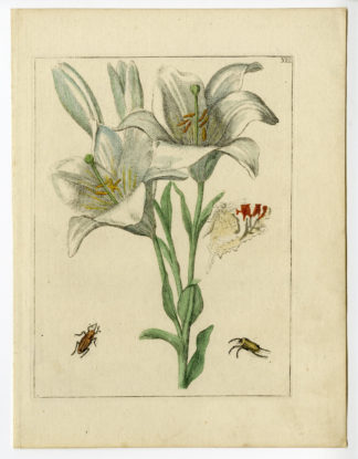 Rare Antique Print-HYACINTHUS ORIENTALIS-BEETLE-BUTTERFLY-Brussel-Meyling-1794