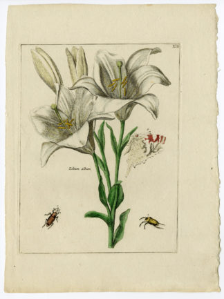 Rare Antique Print-HYACINTHUS ORIENTALIS-BEETLE-BUTTERFLY-Brussel-Meyling-1794