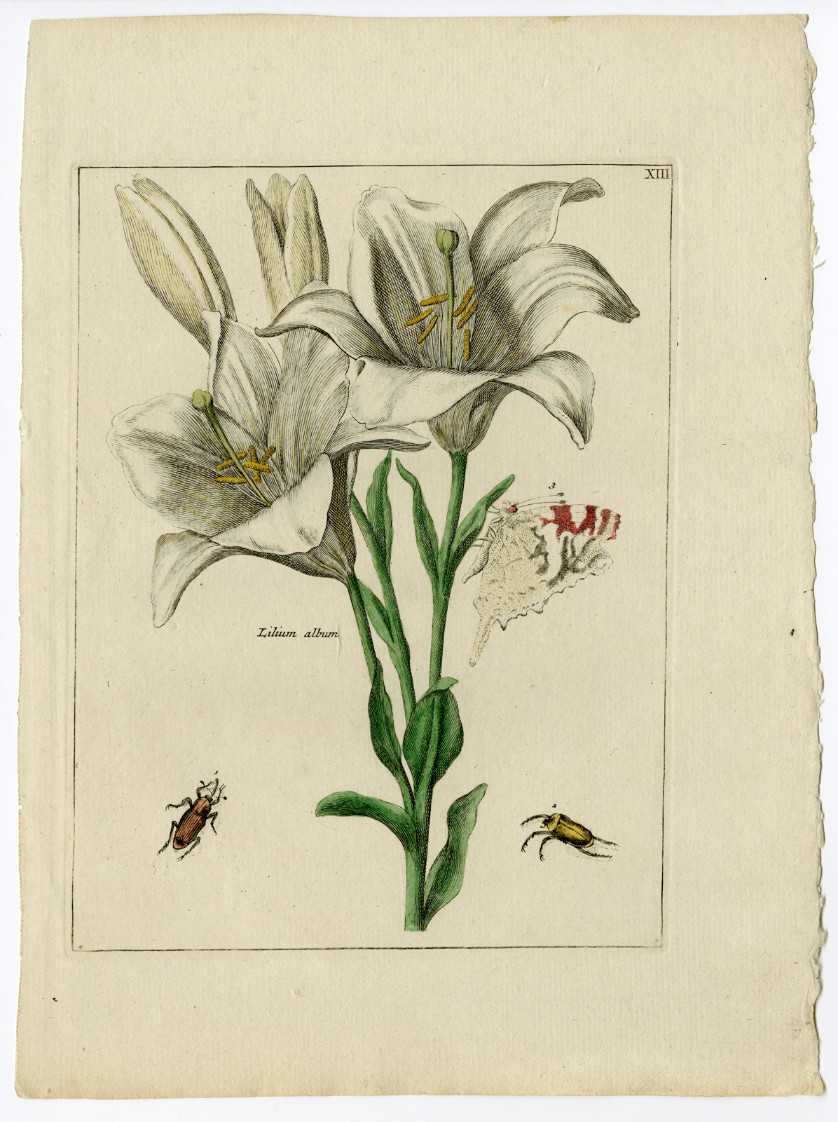 , Rare Antique Print-HYACINTHUS ORIENTALIS-BEETLE-BUTTERFLY-Brussel-Meyling-1794, Pictura Antique Prints