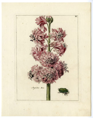 Rare Antique Print-HYACINTHUS ORIENTALIS-BEETLE-Brussel-Meyling-1794