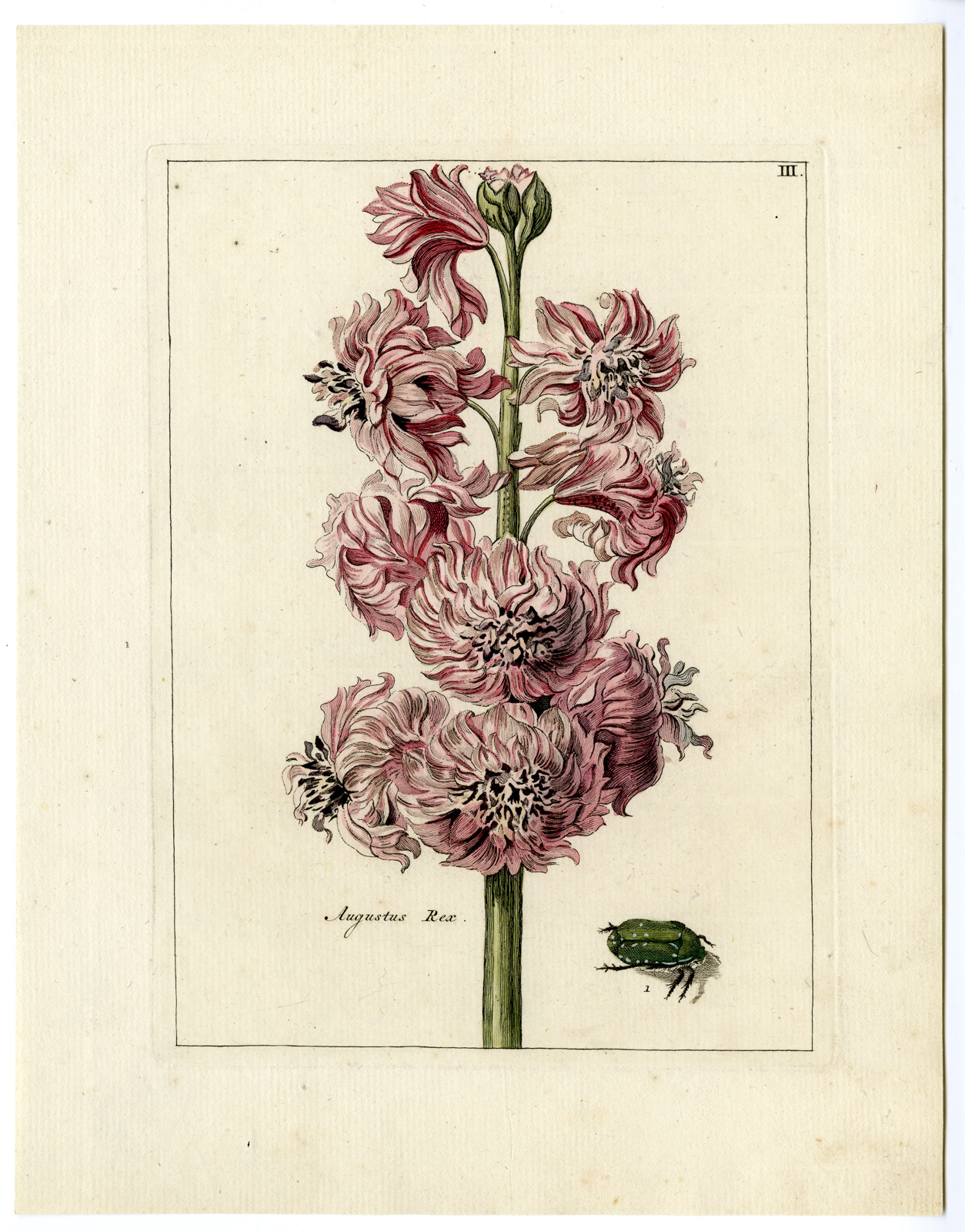 , Rare Antique Print-HYACINTHUS ORIENTALIS-BEETLE-Brussel-Meyling-1794, Pictura Antique Prints